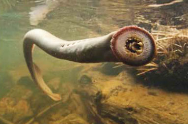 pacific lamprey graphic